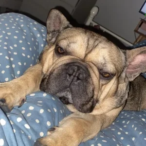 French bulldog