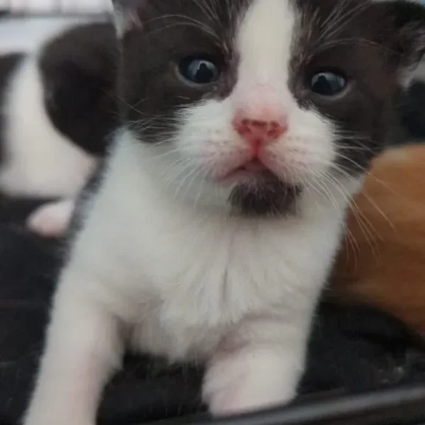 White kittens 9 weeks, black and white males 8 weeks