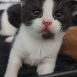 White kittens 9 weeks, black and white males 8 weeks