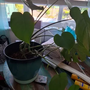 Monstera plant - Image 2