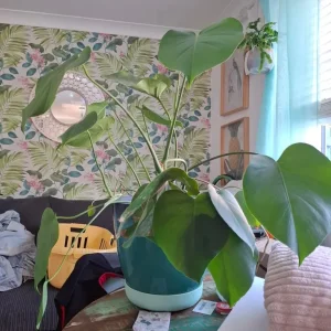 Monstera plant