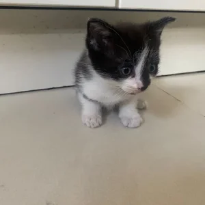 5 beautiful kittens - Image 2