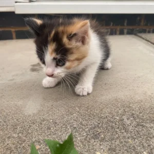 5 beautiful kittens - Image 3