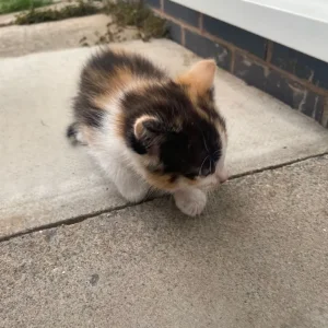 5 beautiful kittens - Image 4