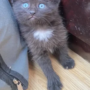 5 beautiful kittens - Image 5