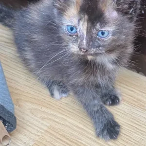 5 beautiful kittens - Image 6