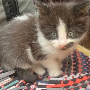 5 beautiful kittens - Image 7