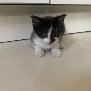 5 beautiful kittens