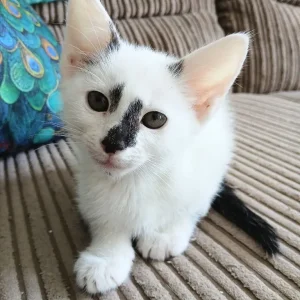 🐾Little kitten looking for a forever home🐾 - Image 2