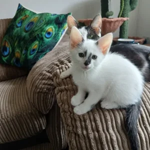 🐾Little kitten looking for a forever home🐾 - Image 3