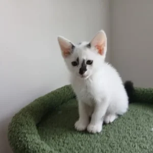 🐾Little kitten looking for a forever home🐾 - Image 4