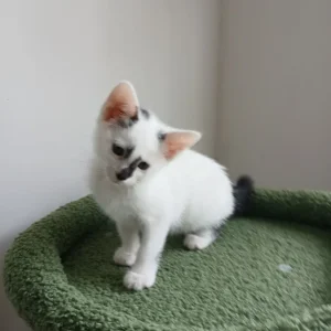 🐾Little kitten looking for a forever home🐾 - Image 5