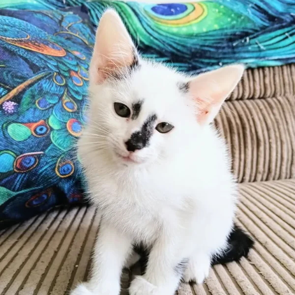 🐾Little kitten looking for a forever home🐾