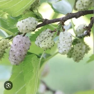 White organic Mulberry tree/morus alba/morva/шелковица - Image 2