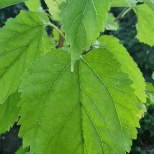 White organic Mulberry tree/morus alba/morva/шелковица - Image 3