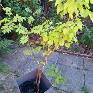 White organic Mulberry tree/morus alba/morva/шелковица