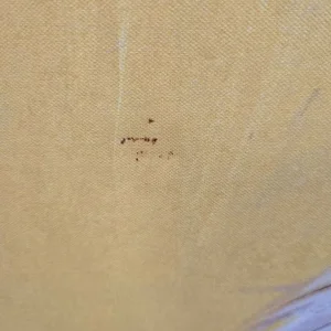 Highland cow canvas - Image 2