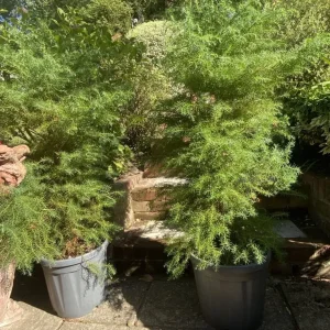 4 x Cryptomeria Japonica Evergreen Trees - Image 2