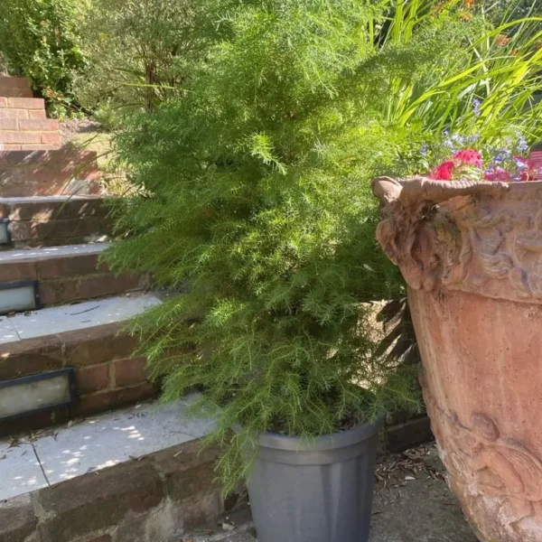 4 x Cryptomeria Japonica Evergreen Trees