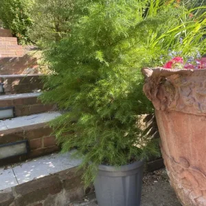 4 x Cryptomeria Japonica Evergreen Trees