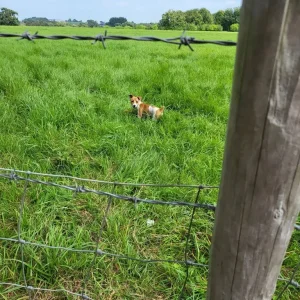Jack Russell pup - Image 2