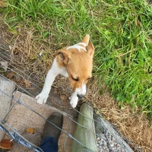 Jack Russell pup - Image 3