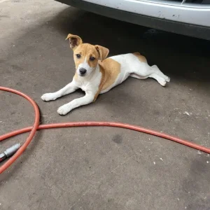 Jack Russell pup