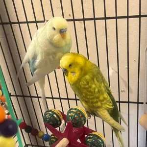 Budgies 2 males - Image 2