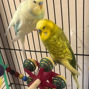 Budgies 2 males - Image 3