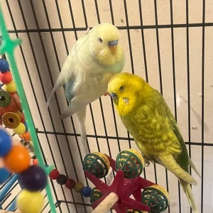 Budgies 2 males - Image 4
