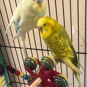 Budgies 2 males