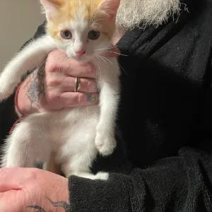 Two 9-week-old kittens - Image 2
