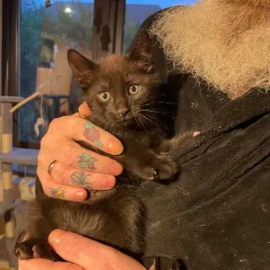 Two 9-week-old kittens - Image 3