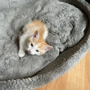 Two 9-week-old kittens - Image 4