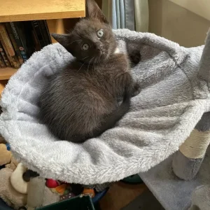 Two 9-week-old kittens - Image 5