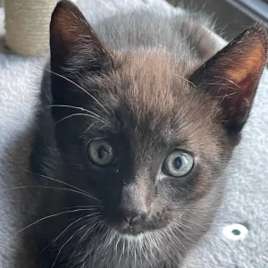 Two 9-week-old kittens