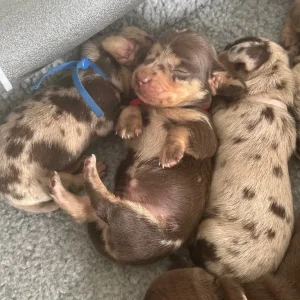 Miniature Dachshund puppies - Image 2