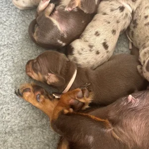 Miniature Dachshund puppies - Image 3