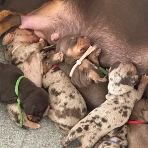 Miniature Dachshund puppies - Image 4