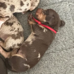 Miniature Dachshund puppies - Image 5