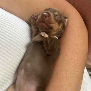 Miniature Dachshund puppies - Image 6