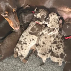 Miniature Dachshund puppies - Image 7