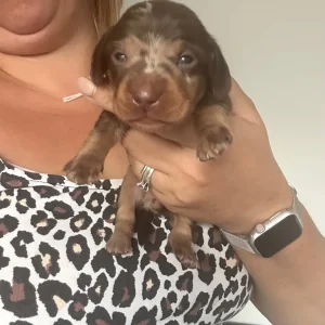 Miniature Dachshund puppies - Image 8