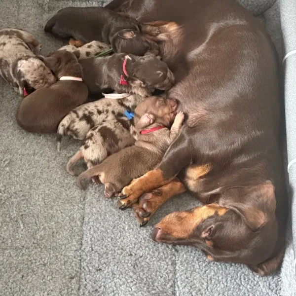 Miniature Dachshund puppies