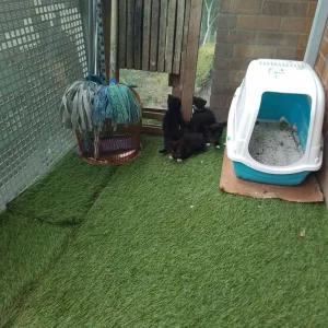 Black and white American shorthair kittens - Image 3