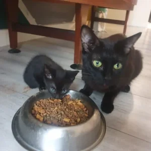 Black and white American shorthair kittens - Image 8