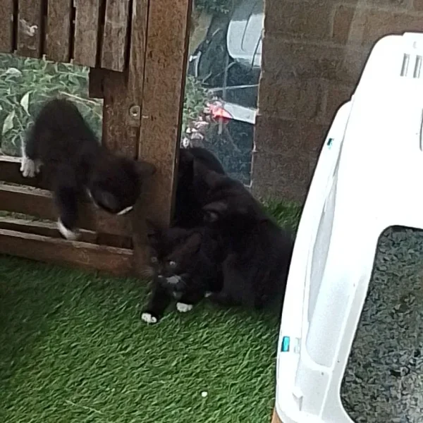 Black and white American shorthair kittens