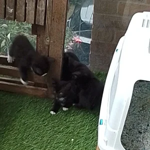 Black and white American shorthair kittens