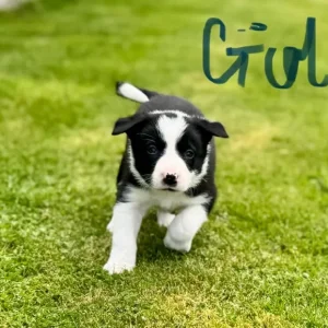 Border Collie Puppies - Image 2