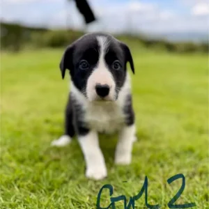 Border Collie Puppies - Image 4